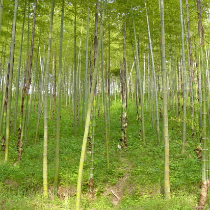 Putang_May_2005-014 A bamboo forest.