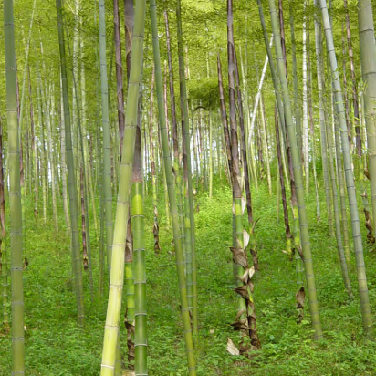 Putang_May_2005-015 Bamboo 'unwrapping' itself. This is how it grows.