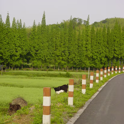 Putang_May_2005-013 Baby goat looking for it's mommy.