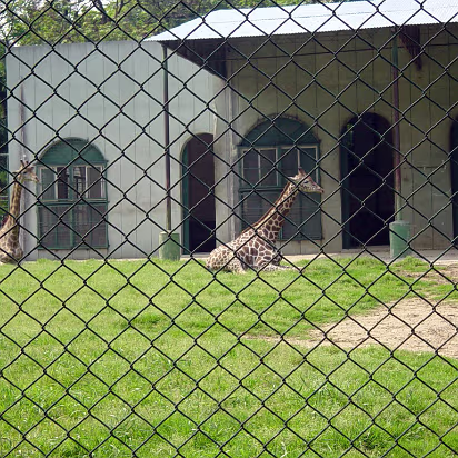 Zoo-001 Giraffes getting ready for a nap.