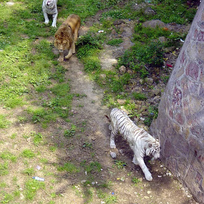Zoo-003 The white tigers are prowling before lunch.