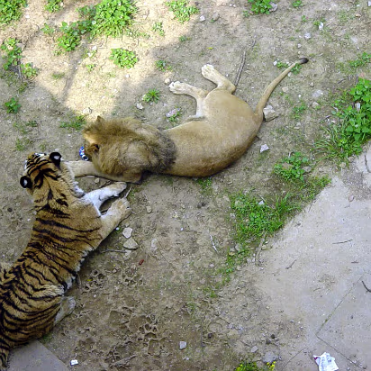 Zoo-004 Lousy lion took my Pepsi!