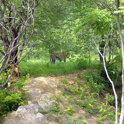Zoo-006 A lion and tiger playing follow the leader.