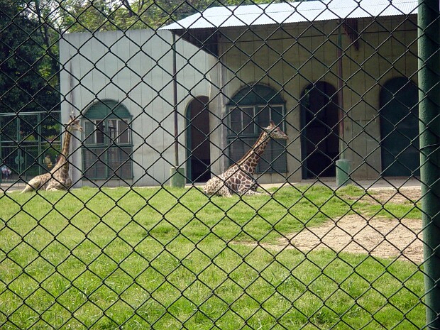 Nanjing Zoo The zoo in Nanjing is better than many in China, but still not an animal friendly place.