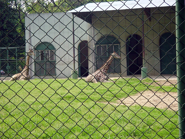 Nanjing Zoo The zoo in Nanjing is better than many in China, but still not an animal friendly place.