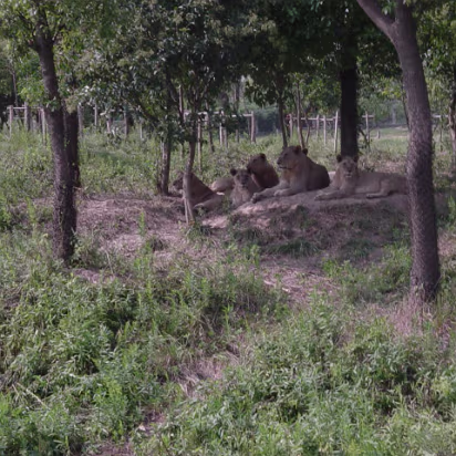 Shanghai_Sep_2003-006 Shanghai Wildlife Park