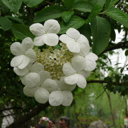 Yangzhou-Apr-07-010 'Emperor's Dream Flower' Only found in Yangzhou.