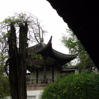 Yangzhou-Apr-07-020 Old tree in front of a temple.