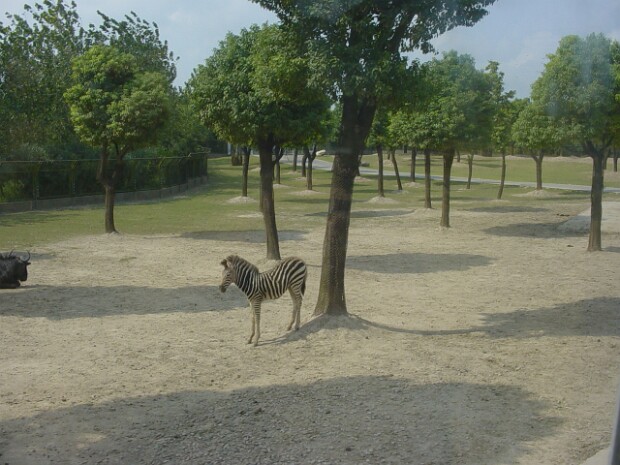 Shanghai Wildlife Park A visit to the Shanghai Wildlife Park was fun. I even got to feed a chicken to the tigers!