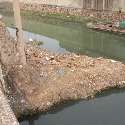 Misc-16 Wild duck hotel.