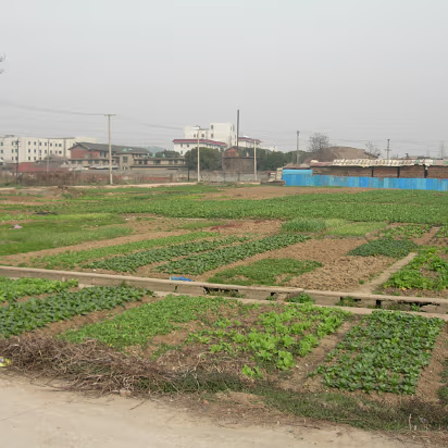 Misc-18 Truck patches near our house. Guess what they do with pig manure here?