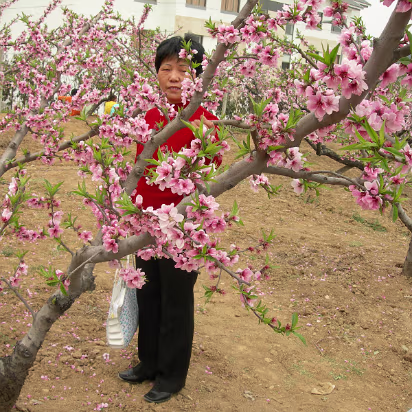 Peach-Festival-21 Hanhan's mom playing peek-a-boo!