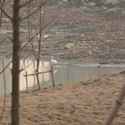 CampusW-16 A crane looking for a snack.