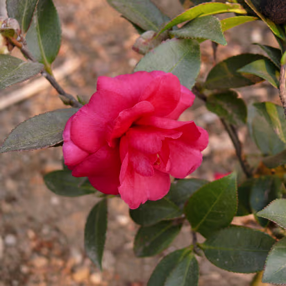 CampusW-22 A closeup of some of the flowers in bloom.
