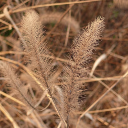 CampusW-25 This captures the feel of winter. Dry, crisp, brown.