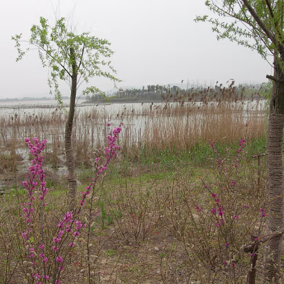 Tai-Lake-02 You wouldn't know you're on the edge of a city of 5 million.