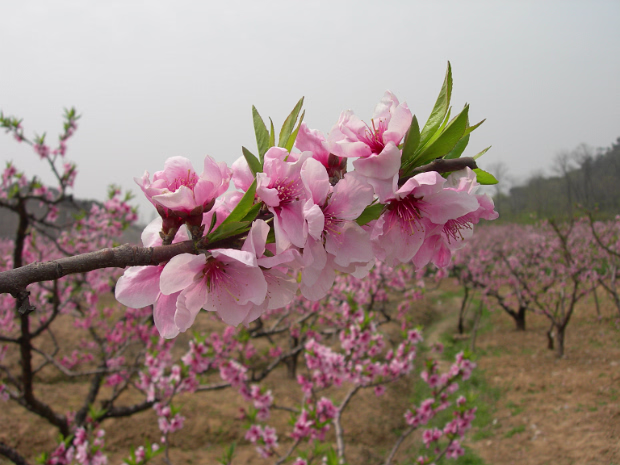 Peach Festival The Wuxi area is famous for peaches. We visited the spring festival.