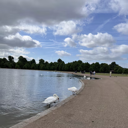 UK-2022-004 The Queen's swans.