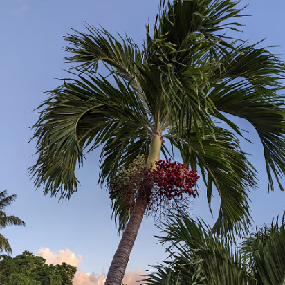 USVI-0007 Palm fruit/seeds. One bunch is red, one green. Nothing eats these apparently.