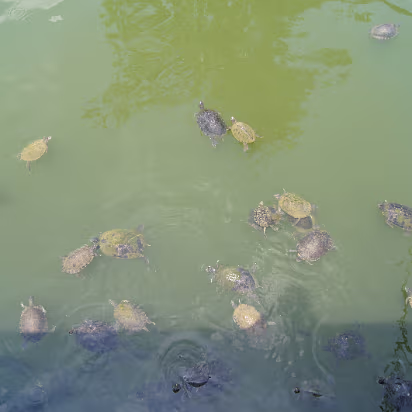 Maritime_Museum-034 Hundreds of catfish and turtles swarm here because of the tourists.