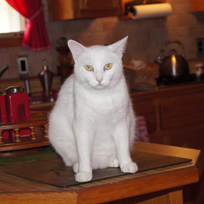 Weekend_Trip_June_2011-026 Lloyd's cat.