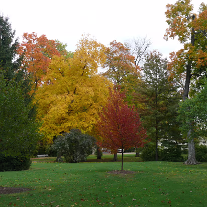 Autumn_2009-001 All the colors of fall are here.