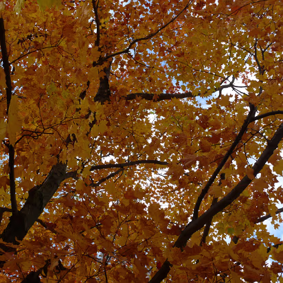 Autumn_2009-004 A shot up through the golden leaves.