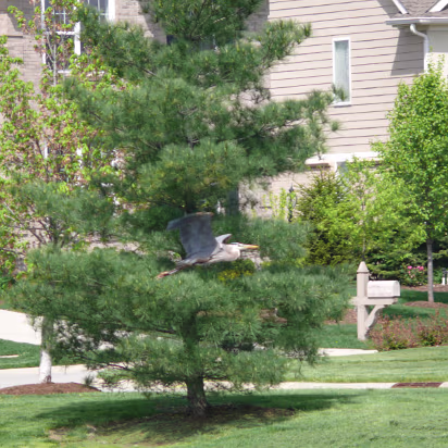 Indy_May_2009-004 A handsome position when in flight.