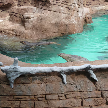 Zoo_Sep_2009-002 Seals and sea lions playing.