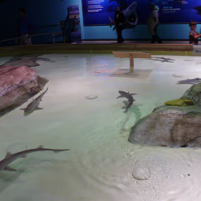 Zoo_Sep_2009-010 Pretty cool, a shark petting pool.