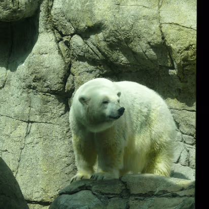 Zoo_Sep_2009-019 Polar bears are much larger than you think.
