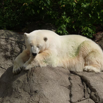 Zoo_Sep_2009-038 Catching some sun and napping.