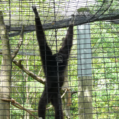 Zoo_Sep_2009-047 Gibbons have LONG arms. Four hands too.