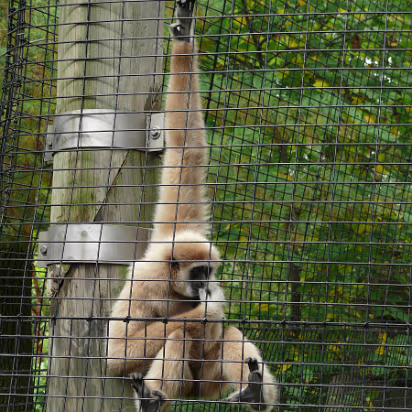 Zoo_Sep_2009-048 Sucking its thumb, must be bored.