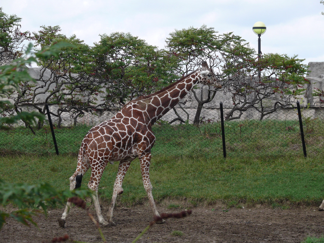Zoo_Sep_2009-078