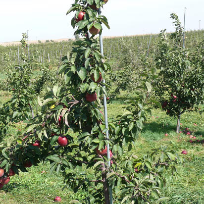 Apple_Orchard_Day-014 The trees look small, but they are loaded with apples.