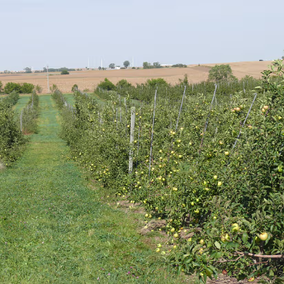 Apple_Orchard_Day-024 Looking down one row of apple trees full of fruit.