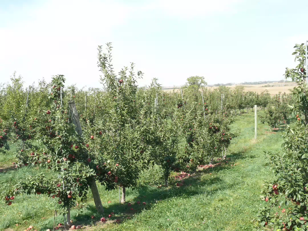 Apple_Orchard_Day-026