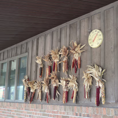 Fall_2008-009 'Indian' corn makes a nice Autumn display.