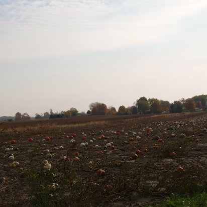 Fall_2008-010 The pumpkin patch awaiting 'The Great Pumpkin'.