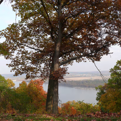 Fall_2008-018 Twin trees frame the river.