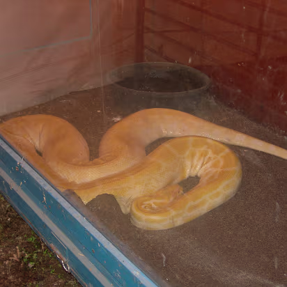 HOIFair_2007-022 Hanhan likes big snakes like this albino python.