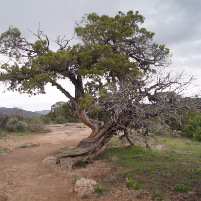 Black_Canyon_of_the_Gunnison_NP-056 A gnarled pinon pine. Only the hardiest organisms survive this environment.