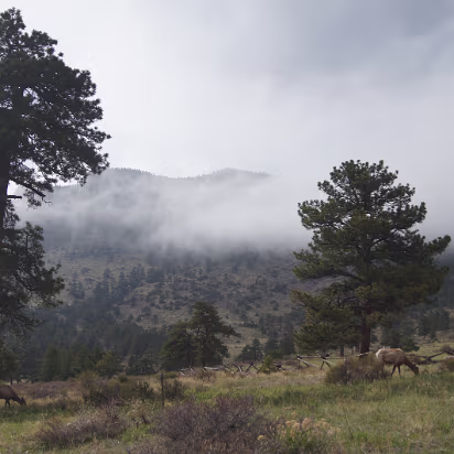 Rocky_Mountain_NP-014 Mule deer in their natural habitat. They seem to like snow fences.