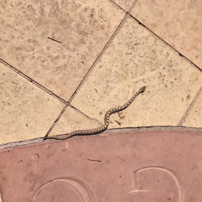 Salt_Lake_City_Area-031 Stupid Great Basin rattlesnake! They are rare. They'll be more rare as soon as I kill this one.