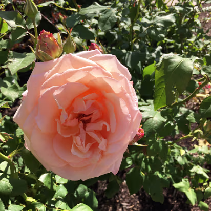 Salt_Lake_City_Area-036 Roses abound here. This one was very fragrant.