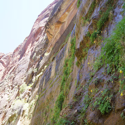 Zion_NP-025 Hanging garden cascading down the cliff face.