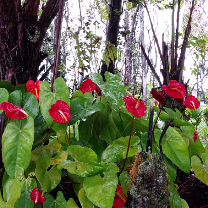 Hawaii-003 Hanhan thought these were fake, until she felt them.