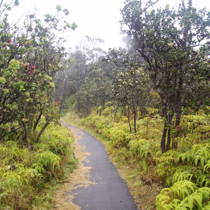 Hawaii-035 Beautiful trails inside the park.