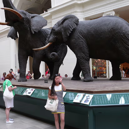 Chicago_Jul-_08-033 African elephants in Field Museum. Yes, they are real.